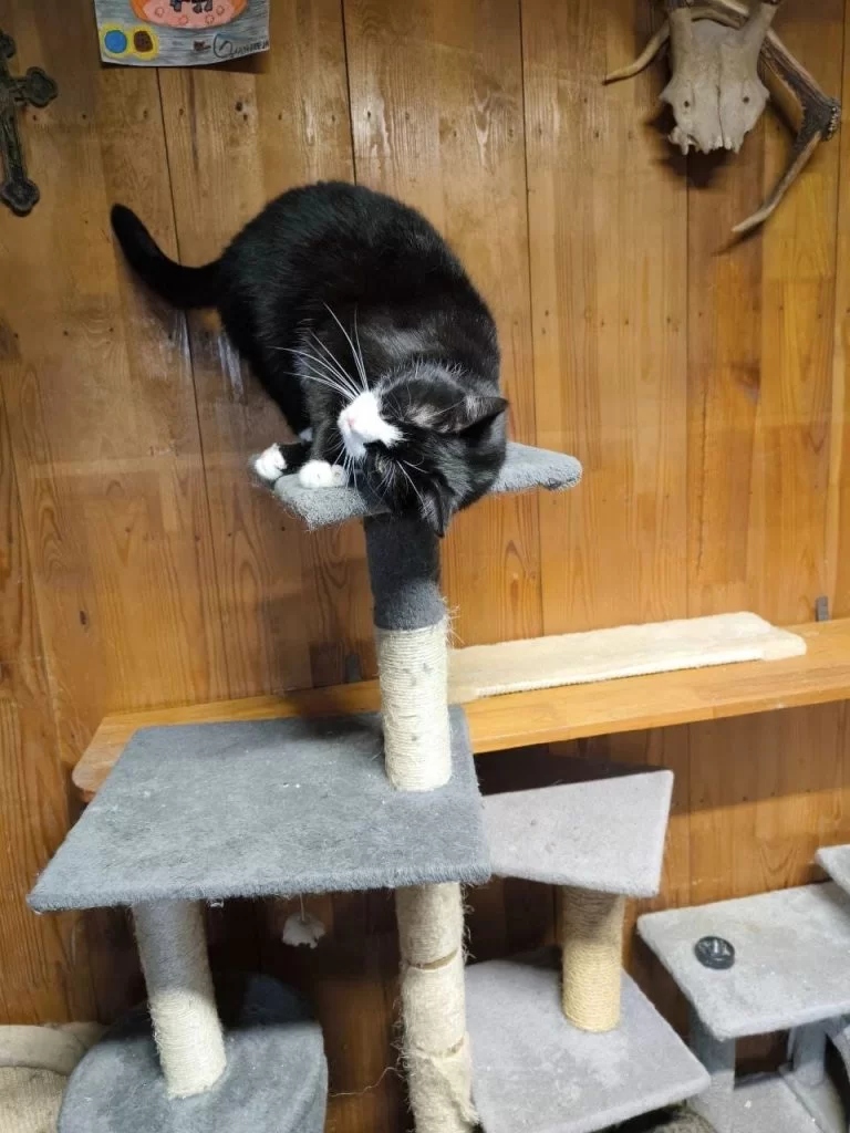 International Ukrainian School of Lithuania joins forces with a volunteer action for the Binada shelter